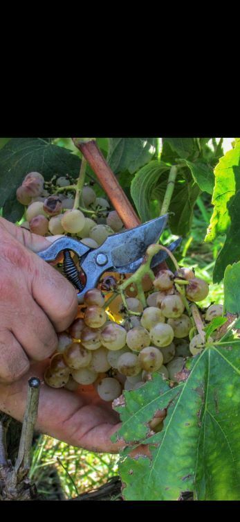 Imatge pels mitjans: 272-1 Recollint les perles de vi