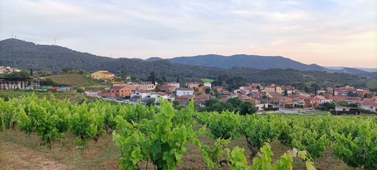 Martorelles,un poble entre vinyes (localització Vinyals aprop del cementiri)