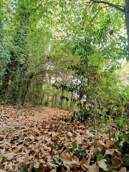 Imatge pels mitjans: Camí a la tardor