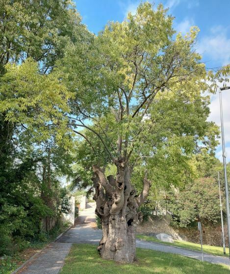 Imagen para los medios: 265-0 El Lledoner de Can Puig