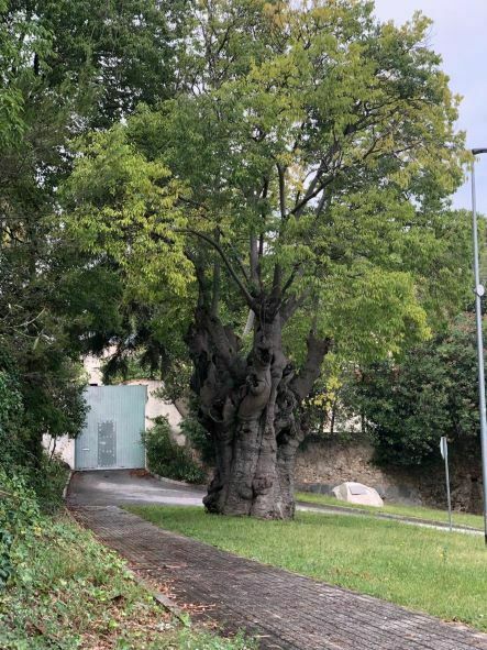 Imatge pels mitjans: El centenari lledoner que dona la benvinguda a Martorelles