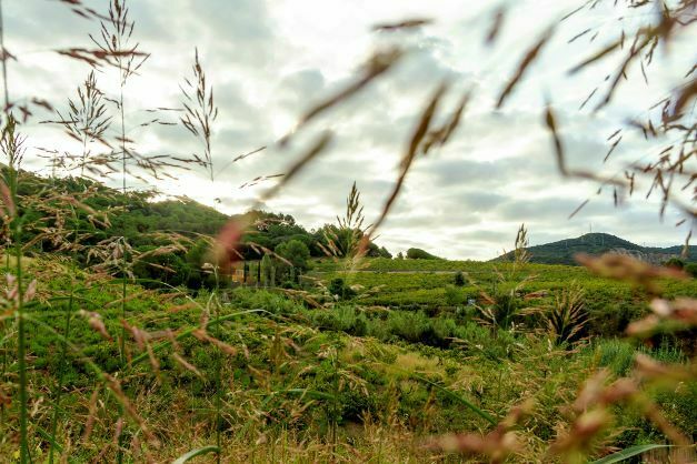 Imatge pels mitjans: 233-6 Cultura Cultivada