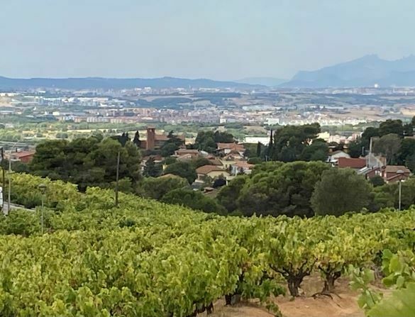 Imatge pels mitjans: Vinyes a punt de verema Baixada de Can Girona