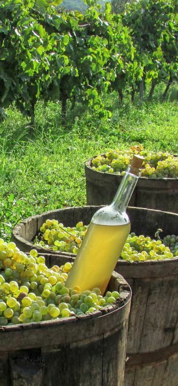 Imagen para los medios: 271-9 El bon vi de Martorelles