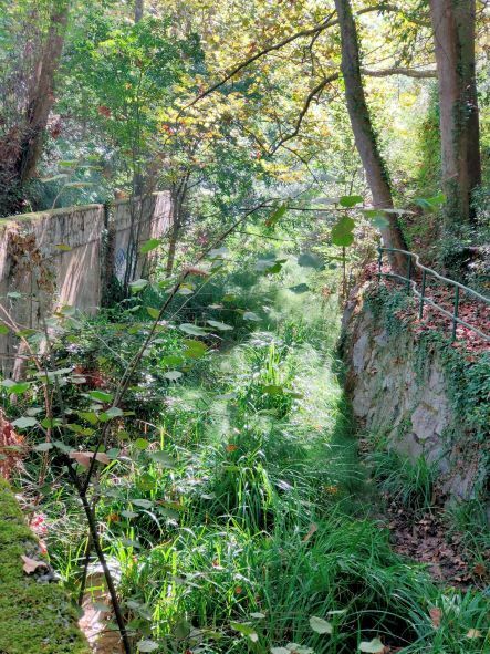 Imatge pels mitjans: Bosque de Martorelles 